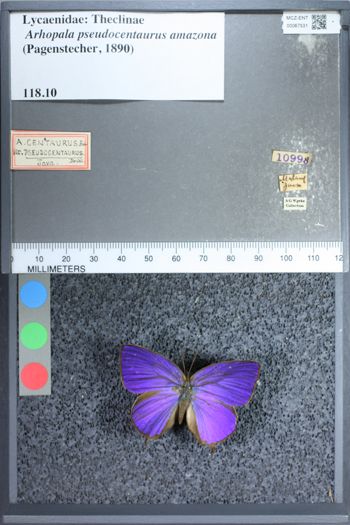 Media type: image;   Entomology 67531